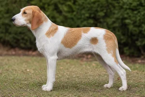 Anglo-Francais de Petite Venerie — Tricolor coat