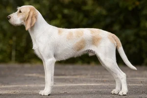 Anglo-Francais de Petite Venerie — White and Lemon coat