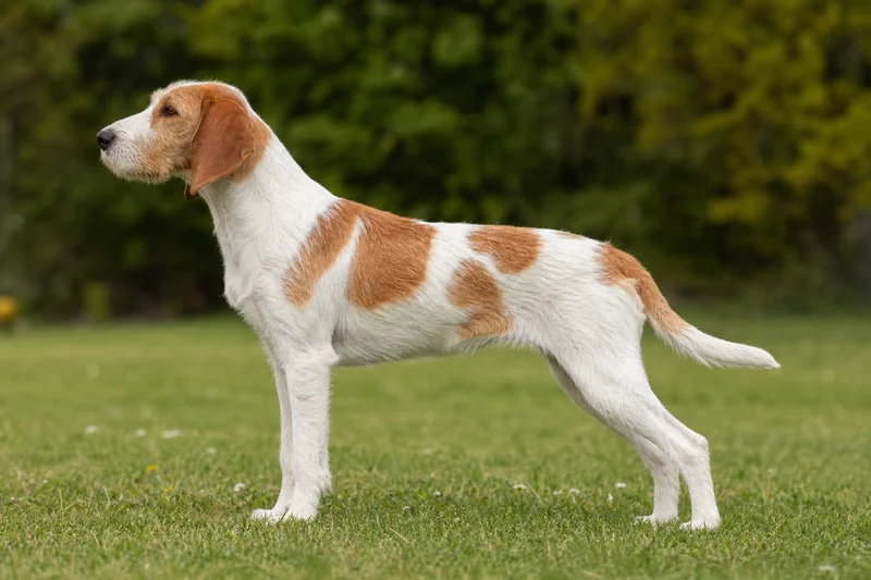 Anglo-Francais de Petite Venerie — White and Orange coat