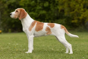 Anglo-Francais de Petite Venerie — White and Orange coat
