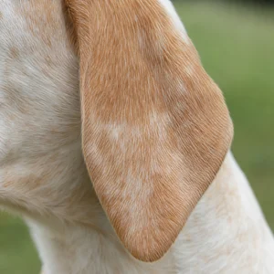 Anglo-Francais de Petite Venerie — ears