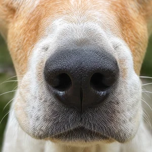 Anglo-Francais de Petite Venerie — nose