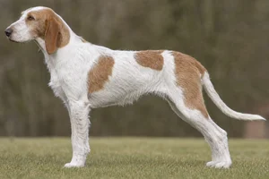Anglo-Francais de Petite Venerie dog