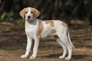 Anglo-Francais de Petite Venerie — puppy (~4 mo)