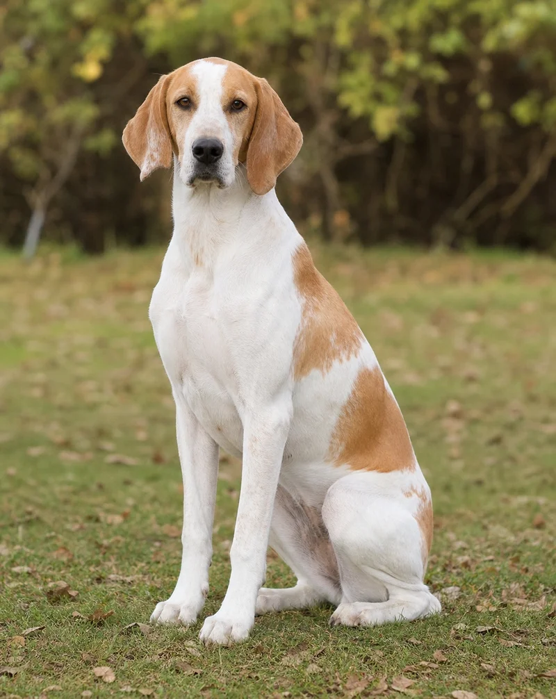 Anglo-Francais de Petite Venerie — sitting