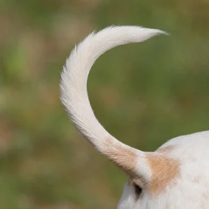 Anglo-Francais de Petite Venerie — tail