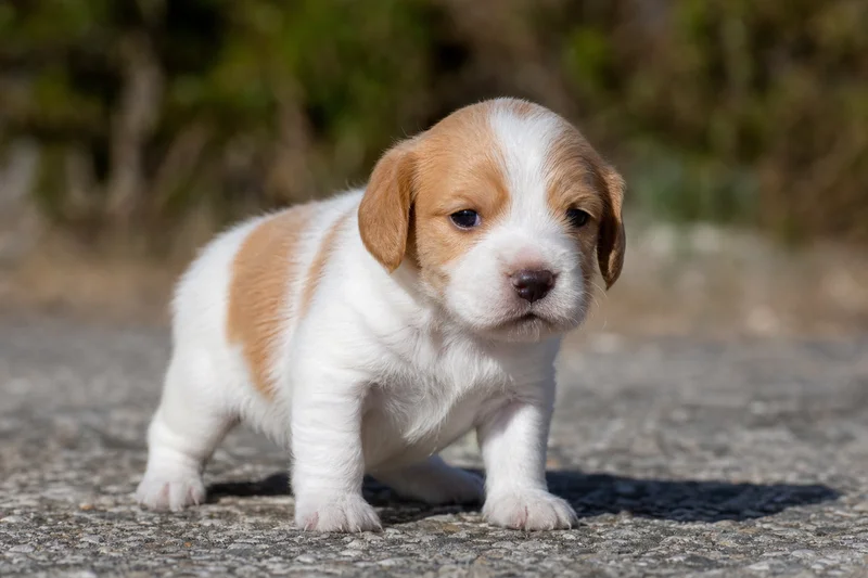 Anglo-Francais de Petite Venerie — young puppy (~1 mo)