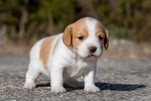 Anglo-Francais de Petite Venerie — young puppy (~1 mo)