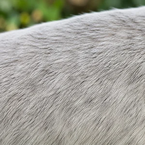 Appenzell Cattle Dog — coat texture