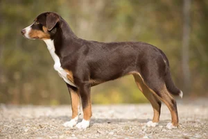 Appenzell Cattle Dog — Havana brown tricolor coat