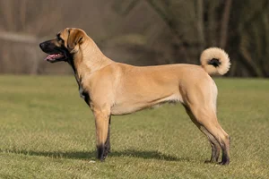 Appenzell Cattle Dog — tan coat