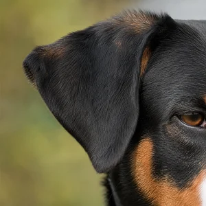 Appenzell Cattle Dog — ears