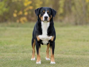 Appenzell Cattle Dog — front