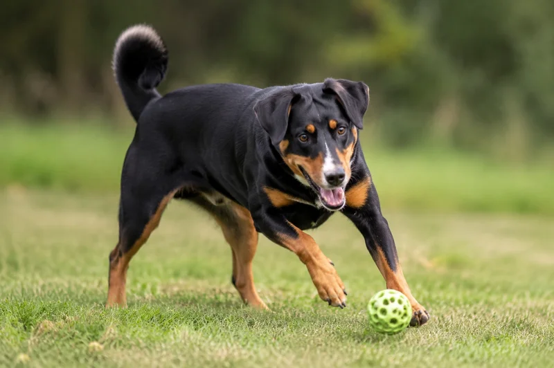 Appenzell Cattle Dog — playing
