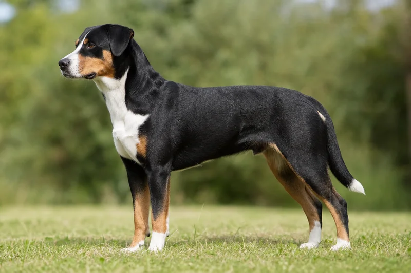 Appenzell Cattle Dog — side