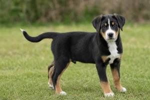 Appenzell Cattle Dog — puppy (~4 mo)