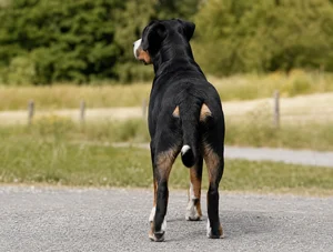 Appenzell Cattle Dog — rear