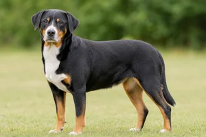 Appenzell Cattle Dog — senior