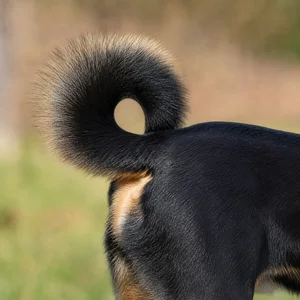 Appenzell Cattle Dog — tail