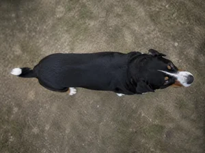 Appenzell Cattle Dog — top