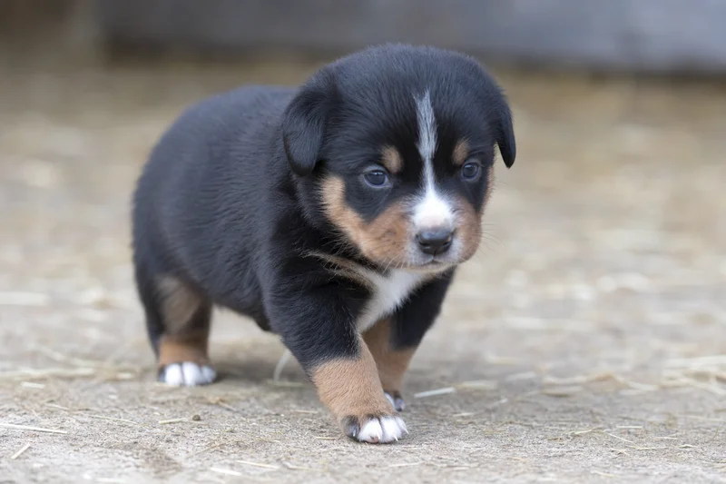 Appenzell Cattle Dog — young puppy (~1 mo)