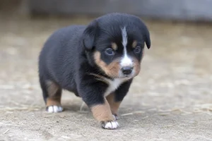 Appenzell Cattle Dog — young puppy (~1 mo)