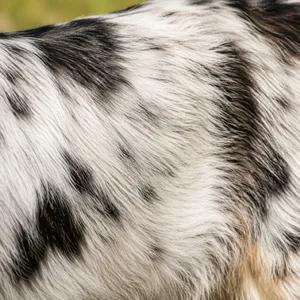 Ariégeois — coat texture