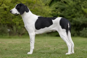 Ariégeois — White & Black coat