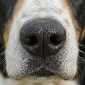 Ariégeois — nose