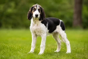Ariégeois — puppy (~4 mo)