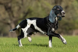 Artois Hound — running