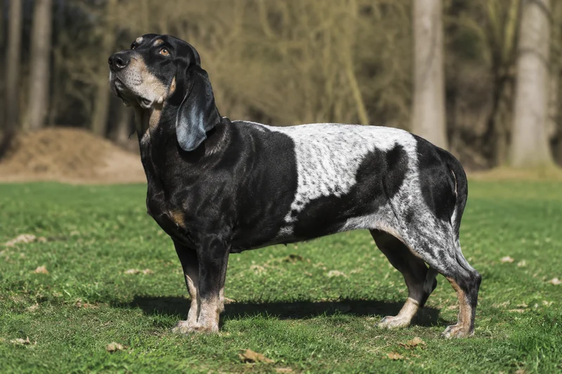 Artois Hound — adult