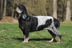 Artois Hound — adult