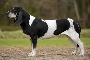 Artois Hound — black and white coat