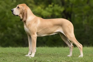 Artois Hound — tan) coat