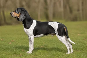 Artois Hound — tricolor (black coat