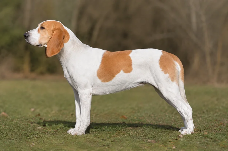 Artois Hound — white and tan coat
