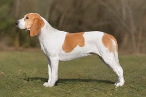 Artois Hound — white and tan coat