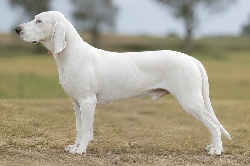 Artois Hound — white coat