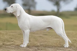 Artois Hound — white coat