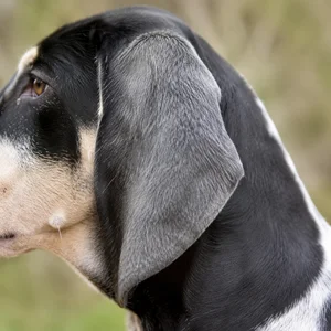 Artois Hound — ears