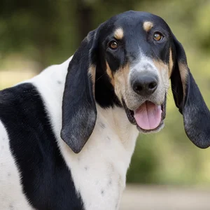 Artois Hound — happy