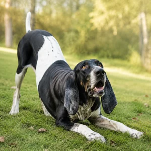 Artois Hound — playful