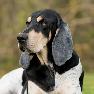 Artois Hound — relaxed