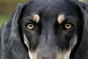 Artois Hound — eyes