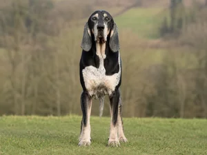 Artois Hound — front