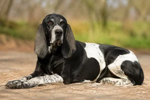 Artois Hound — lying down