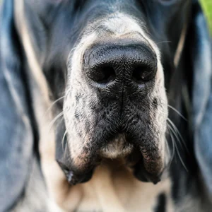 Artois Hound — nose