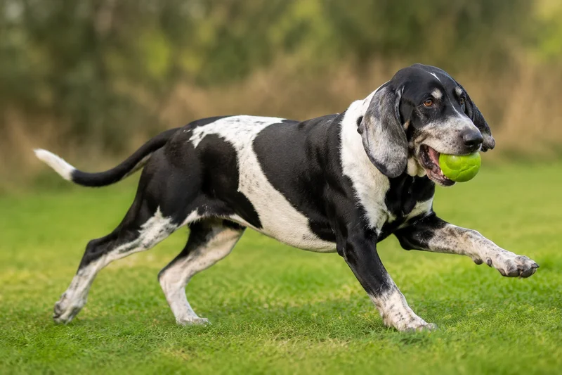 Artois Hound — playing