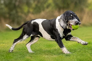 Artois Hound — playing